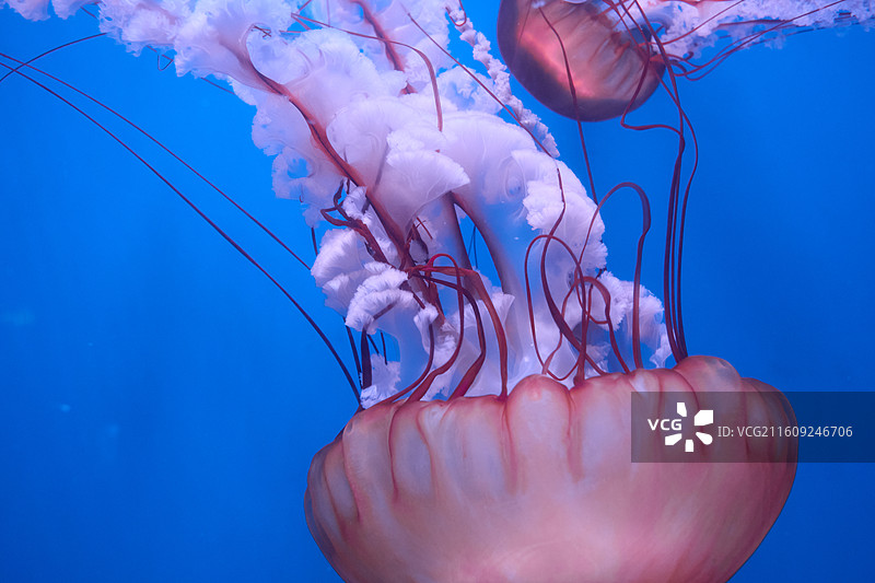 蓝色背景下的水母特写镜头图片素材