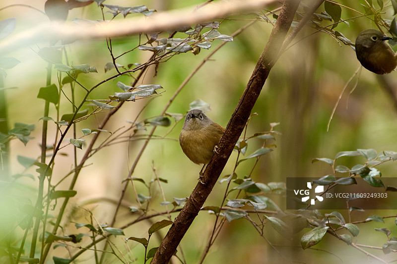 淡眉雀鹛在小灌木上栖息的特写镜头图片素材