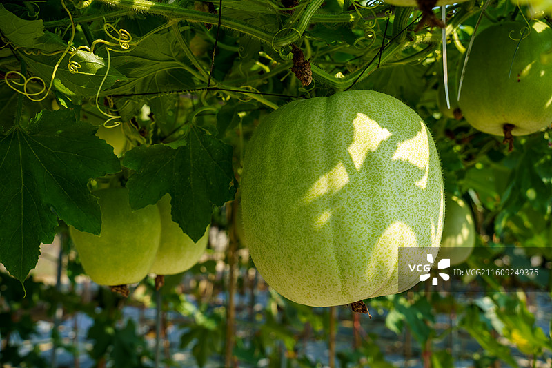 佛山市农科所图片素材