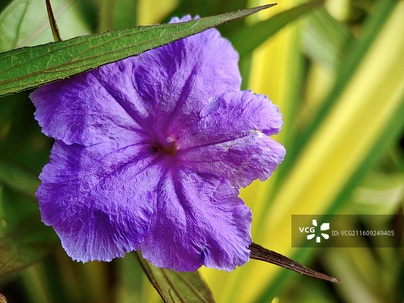 兰花草图片素材