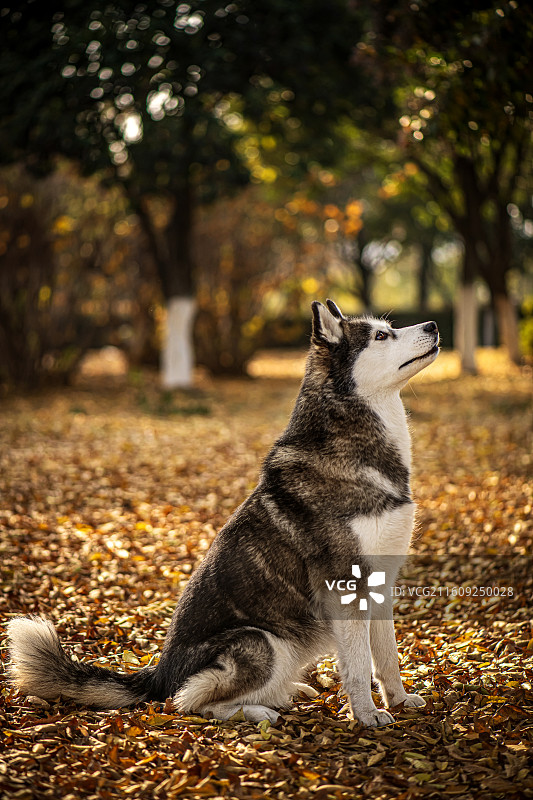 在树林中的哈士奇图片素材