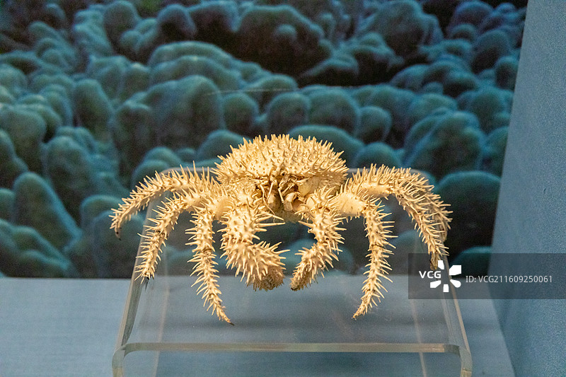 常州博物馆栗刺仿石蟹 分布:我国东海及日本等地。多栖于180-400m的深海底:图片素材