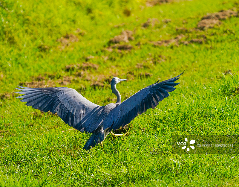 白脸鹭图片素材