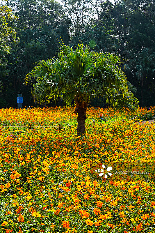 深圳东湖公园2025年菊花展花海自然景观图片素材
