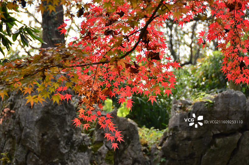 秋日烟树图片素材