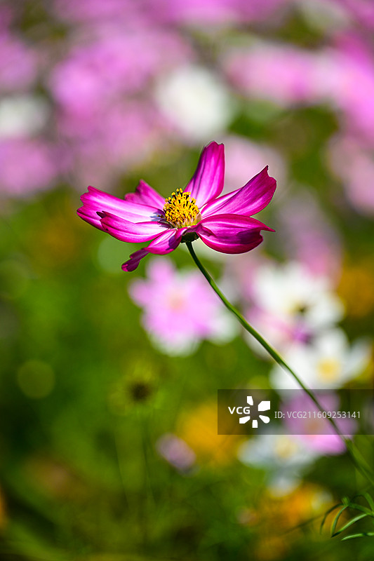 深圳东湖公园2025年菊花展花海景观图片素材