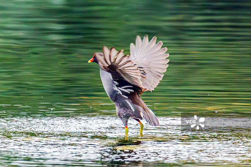黑水鸡图片素材