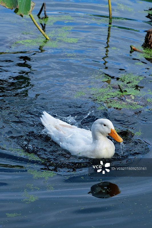 白色鸭子游动生态摄影 橙黄喙扭头吐水珠动态 绿色水生植物荷叶茎秆 宁静自然池塘风光素材图片素材