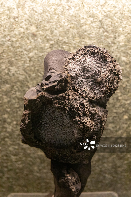 常州博物馆蜂巢珊瑚  产地:广西时代:泥盆纪(距今约4亿年)图片素材