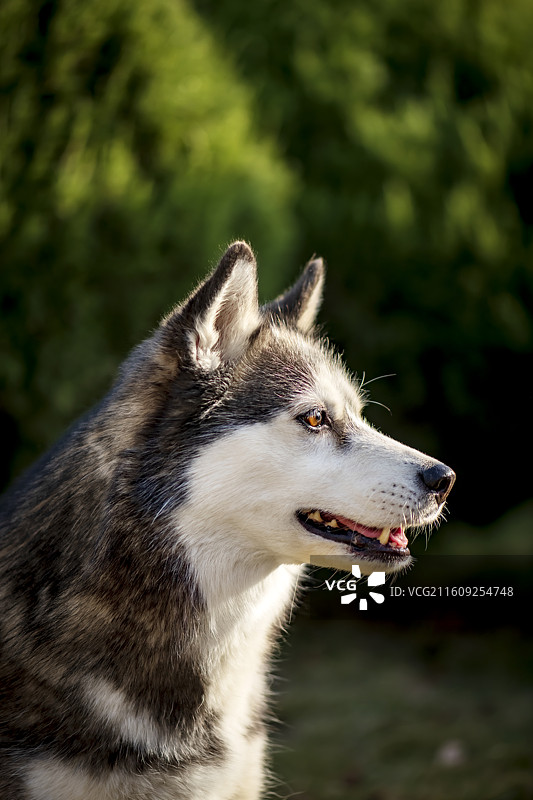 在树林中的哈士奇图片素材