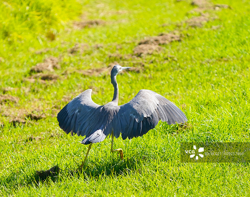 白脸鹭图片素材