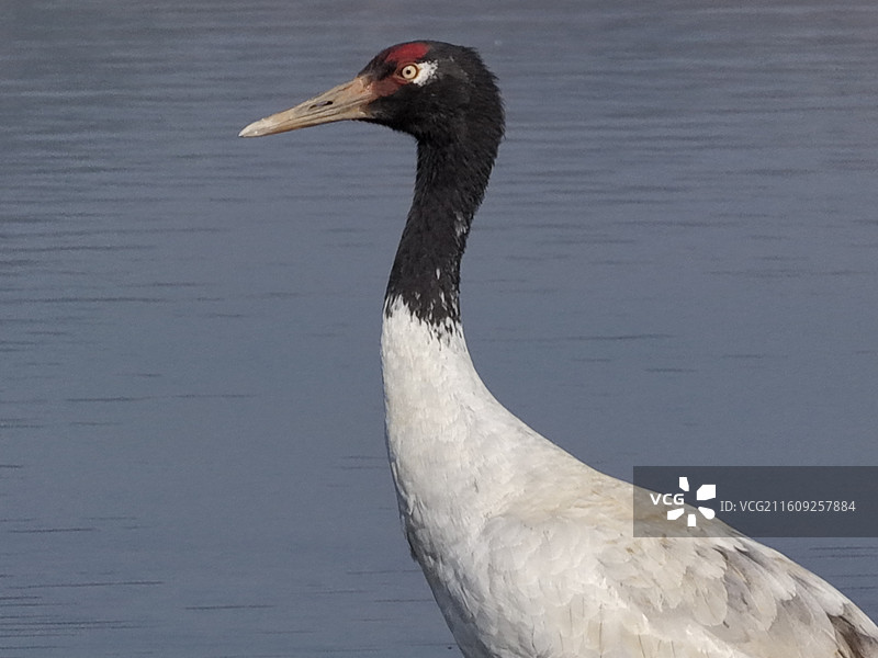 贵州毕节威宁草海国家级自然保护区黑颈鹤晚霞图片素材