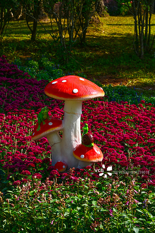 深圳东湖公园2025年菊花展花海景观图片素材