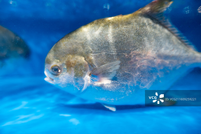 亚洲超市水产区水池内待售的银鲳鱼特写图片素材