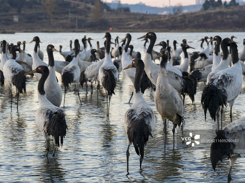 贵州毕节威宁草海国家级自然保护区黑颈鹤晚霞图片素材