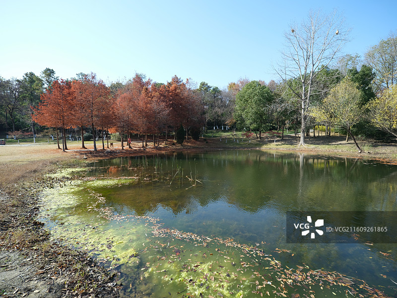池塘边的水杉林图片素材