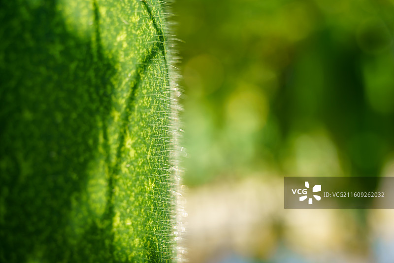 佛山市农科所图片素材