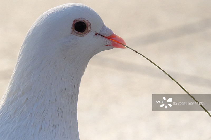 阳光下嘴里叼着树叶梗的白色广场鸽图片素材