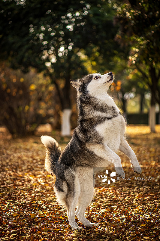 在树林中的哈士奇图片素材