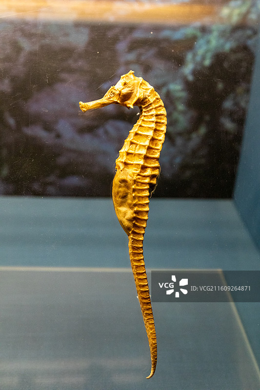 常州博物馆海马标本图片素材