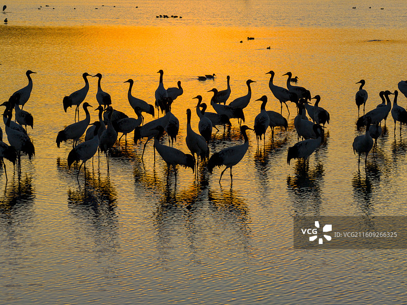 贵州毕节威宁草海国家级自然保护区黑颈鹤晚霞图片素材