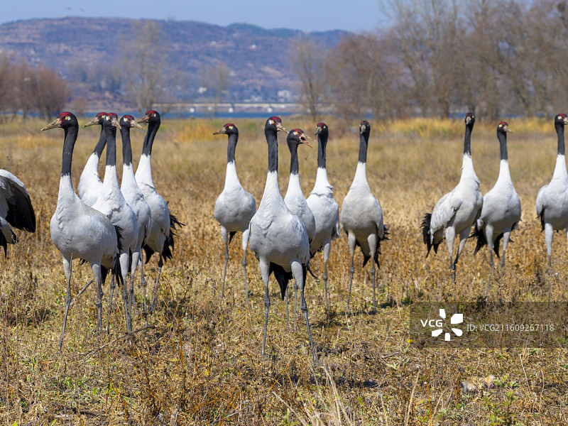 贵州毕节威宁草海国家级自然保护区黑颈鹤晚霞图片素材