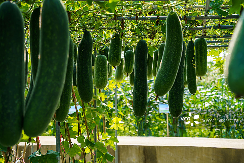佛山市农科所图片素材