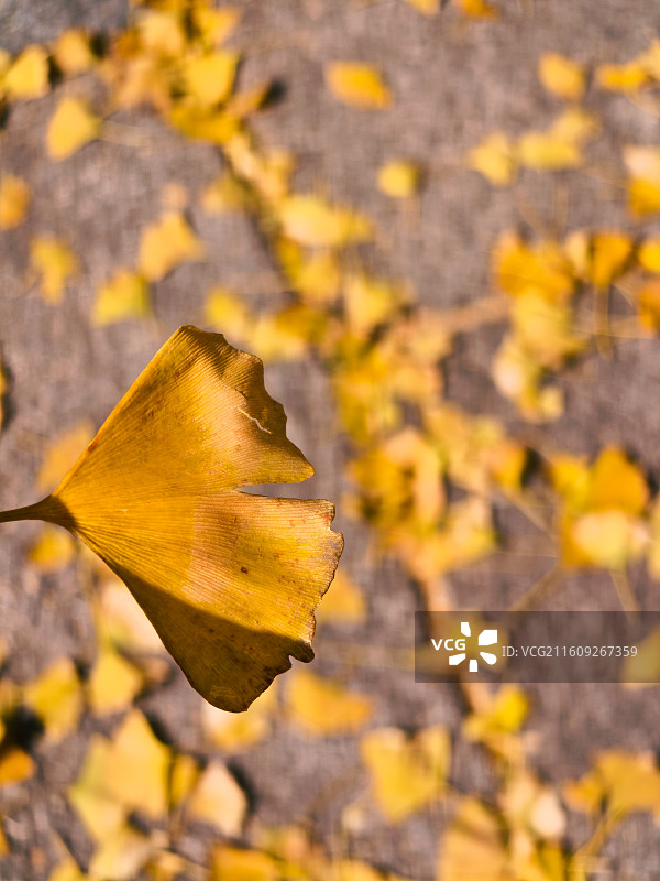 九江云居山风景区真如禅寺千年银杏树的秋日风光图片素材