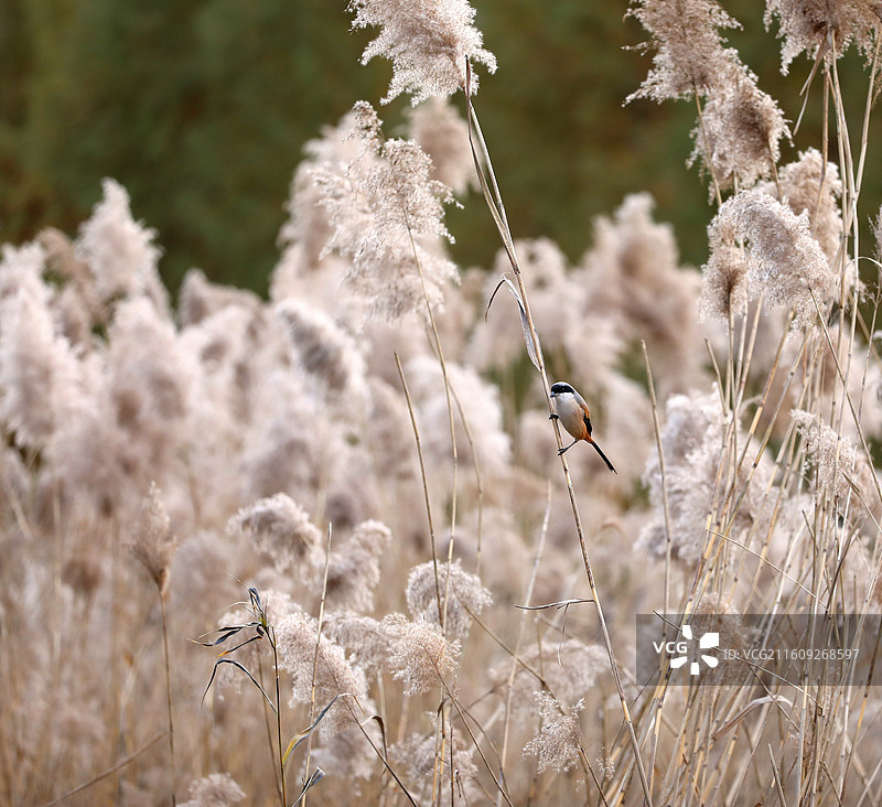 独立寒冬图片素材