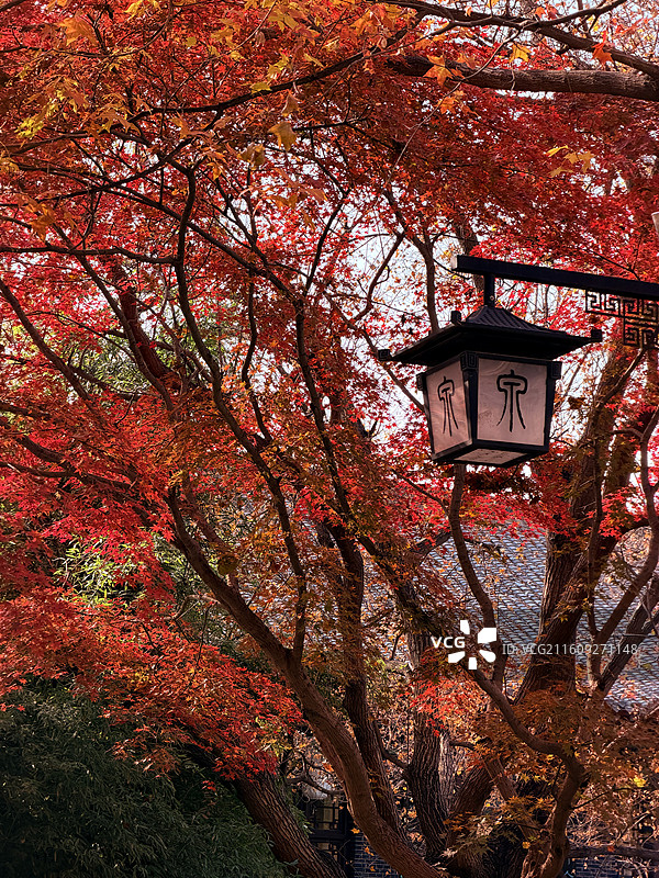 济南趵突泉景区秋日风光图片素材