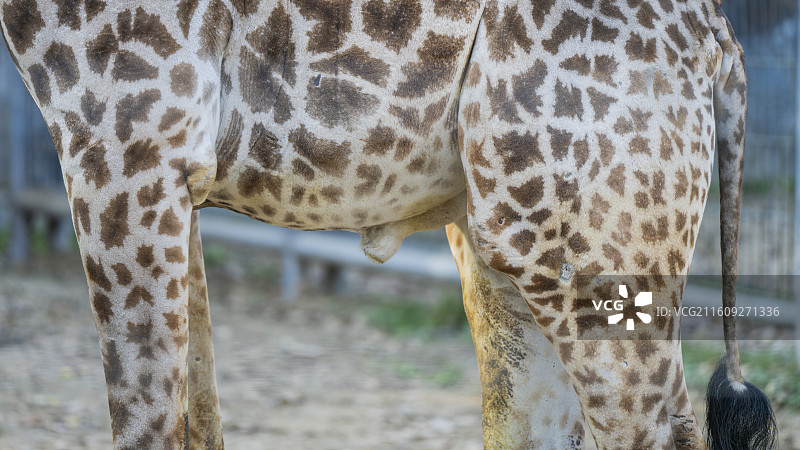 杭州动物园图片素材