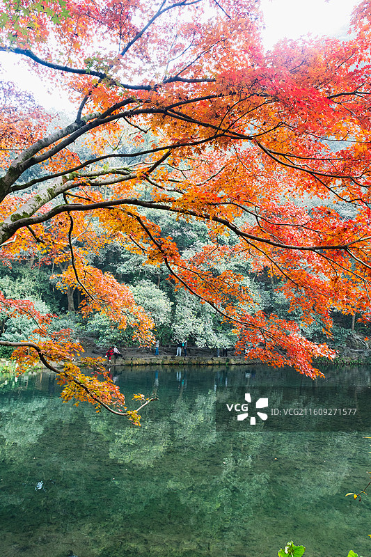 杭州12月冬日清晨九溪烟树红枫与碧绿清澈溪水同框徒步欣赏秋景图片素材