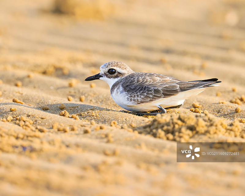 铁嘴沙鸻图片素材