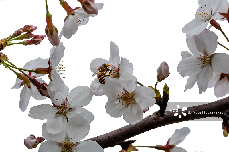 白色樱花和蜜蜂图片素材