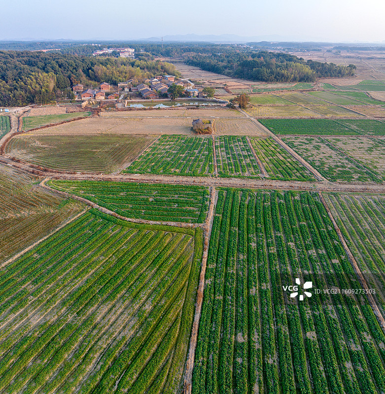 江西省抚州市金溪县农村，冬种的油菜已大面积吐绿，为冬日田园增添了勃勃生机，绿色特色种植。图片素材