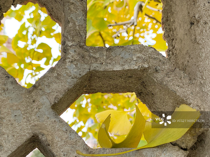 花墙银杏叶图片素材