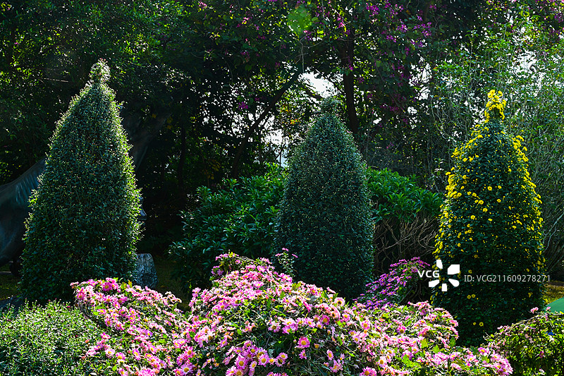 深圳东湖公园2025年菊花展花海景观图片素材