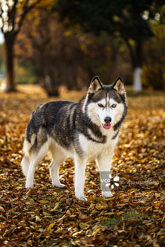 在树林中的哈士奇图片素材