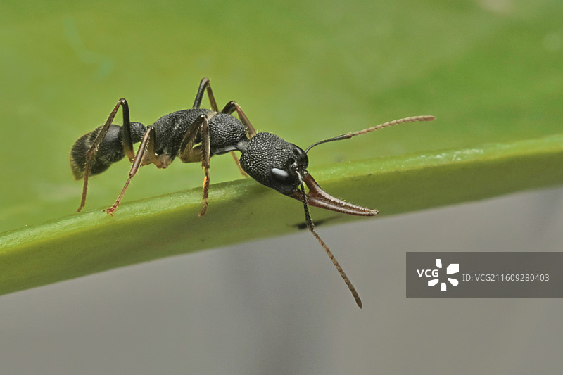 猎镰猛蚁3图片素材
