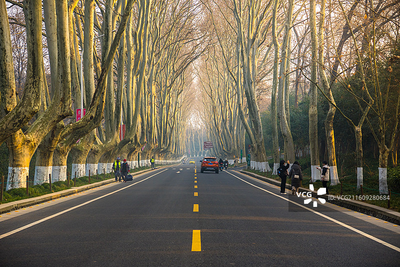 冬季南京早晨梧桐大道图片素材