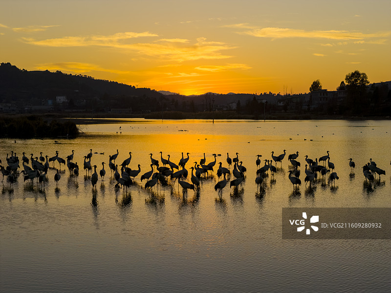 贵州毕节威宁草海国家级自然保护区黑颈鹤晚霞图片素材