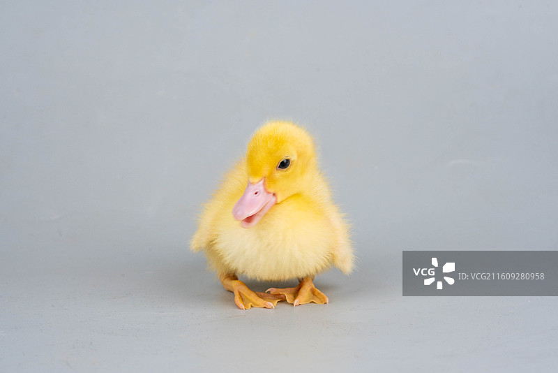 可爱小黄鸭萌态图片素材