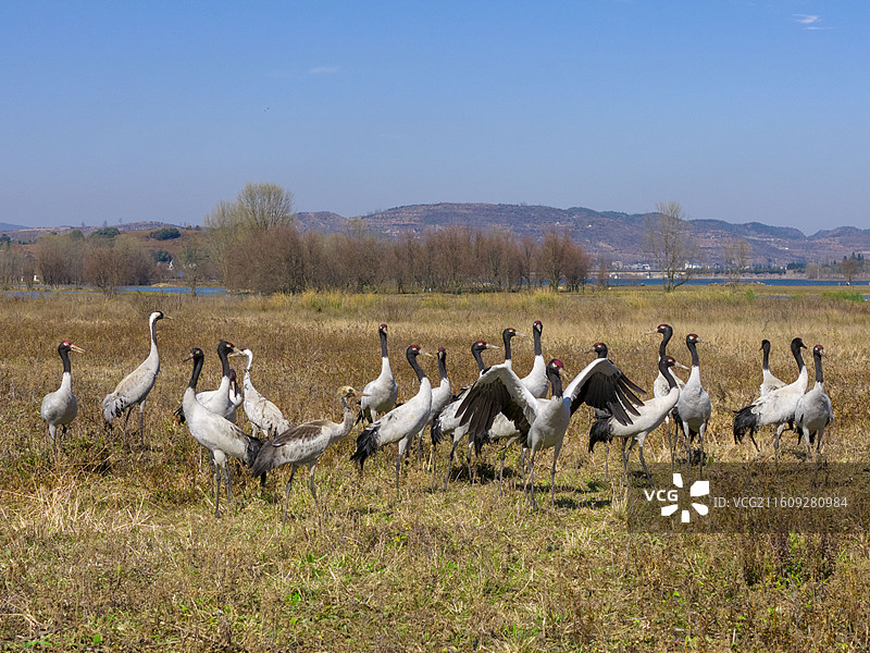 贵州毕节威宁草海国家级自然保护区黑颈鹤晚霞图片素材