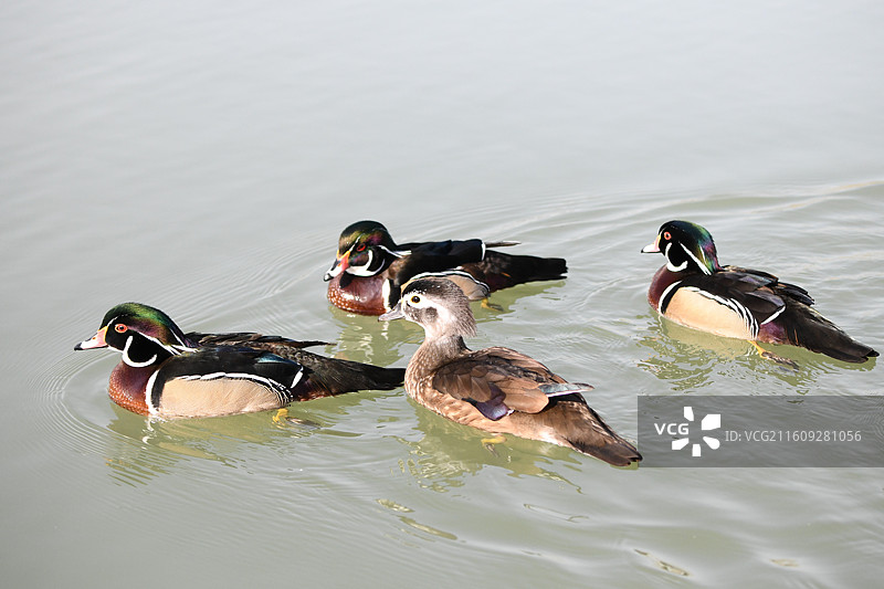 三凤求凰图片素材