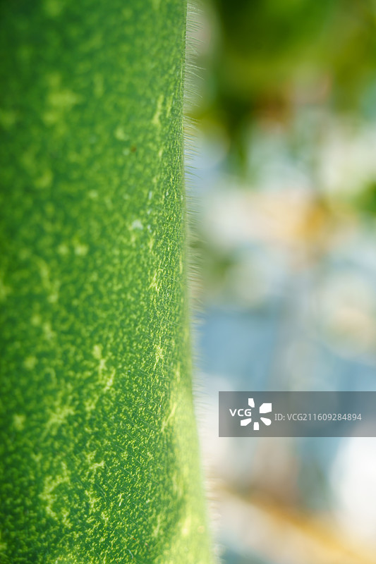 佛山市农科所图片素材