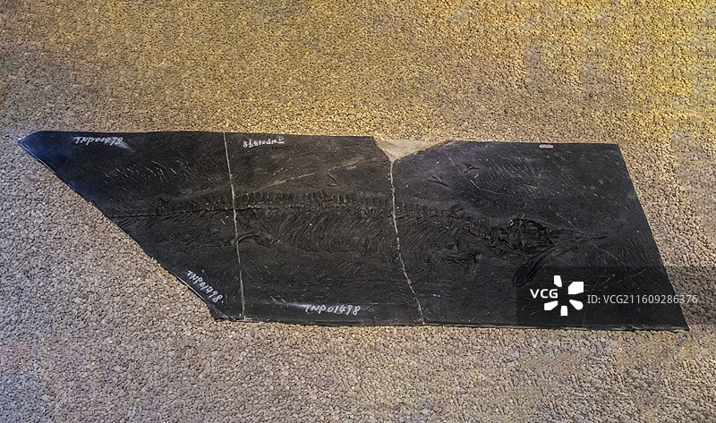 天津自然博物馆“家园·生命展区”：安顺龙（标本：海龙类化石；三叠纪中期；贵州关岭产）图片素材