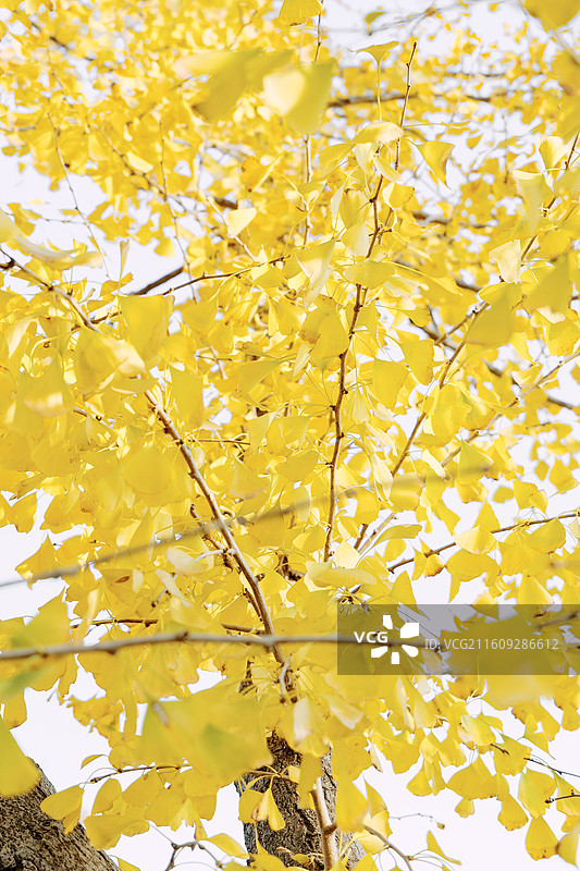 淮安文旅金湖起点公园十二月深秋初冬拍摄到的无患子树满树金黄的树叶一幅自然美景组图图片素材