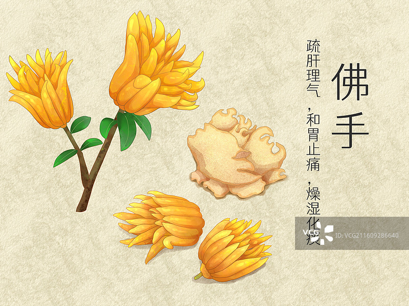 手绘水彩中药药材佛手插画图片素材