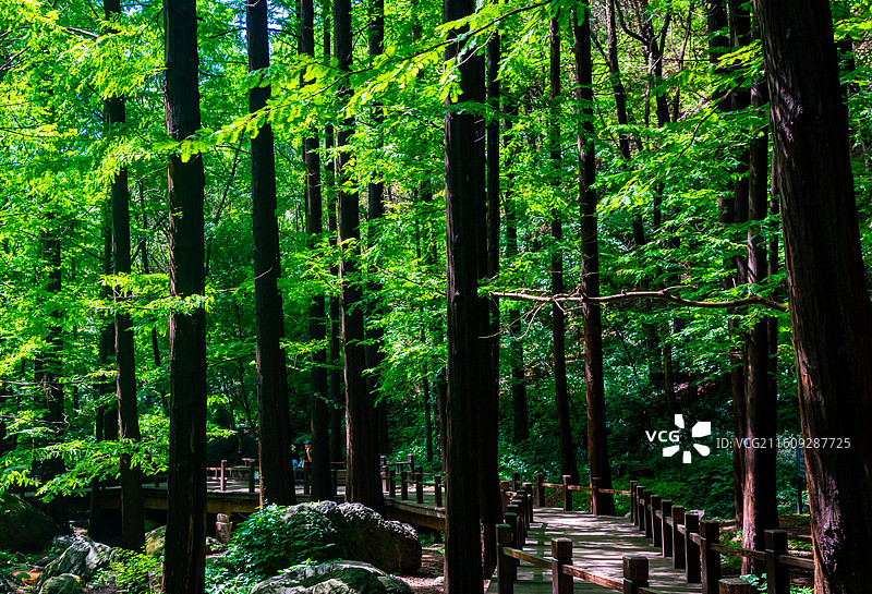 一条小路从树林穿过，仰拍森林中生长的高耸的水杉树木低视角镜头图片素材
