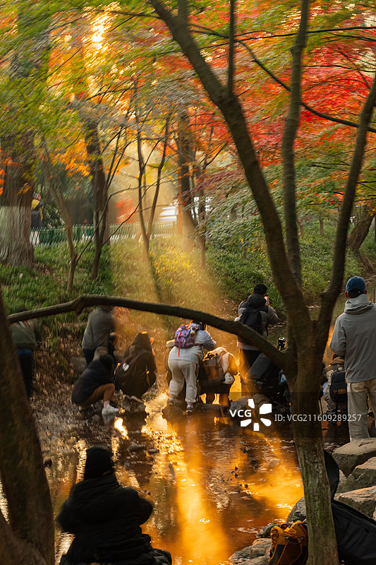 杭州冬日九溪烟树晨光熹微丁达尔效应拍红枫秋景的游客和摄影师图片素材